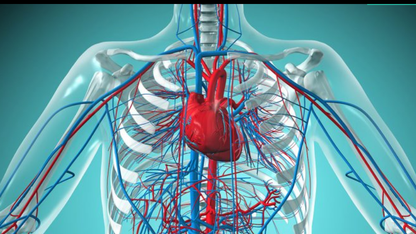 New academy will bring together Denmark’s experts in cardiovascular disease research - 